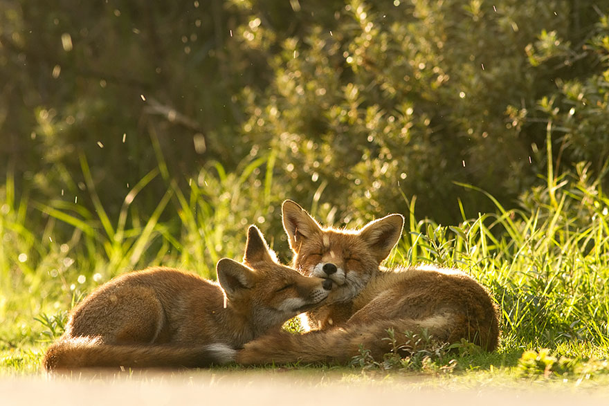 foxes-roeselien-raimond-11 foxes-roeselien-raimond-11