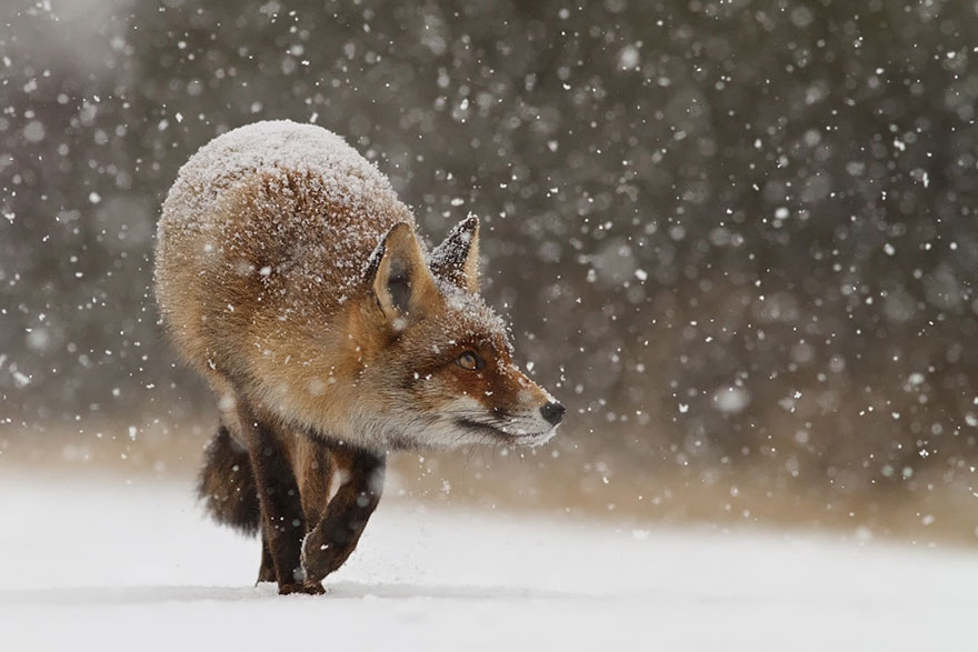 foxes-roeselien-raimond-17 foxes-roeselien-raimond-17