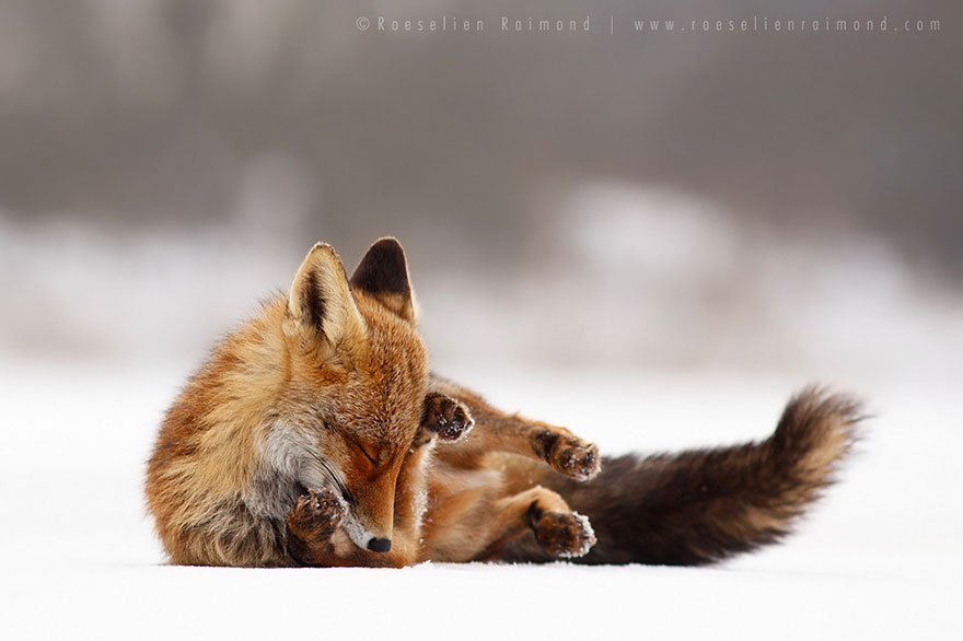 foxes-roeselien-raimond-24 foxes-roeselien-raimond-24