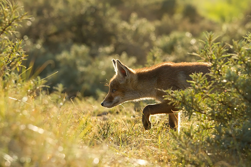 foxes-roeselien-raimond-25 foxes-roeselien-raimond-25