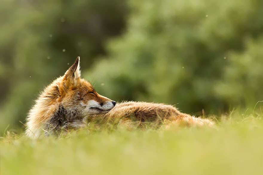 foxes-roeselien-raimond-26 foxes-roeselien-raimond-26
