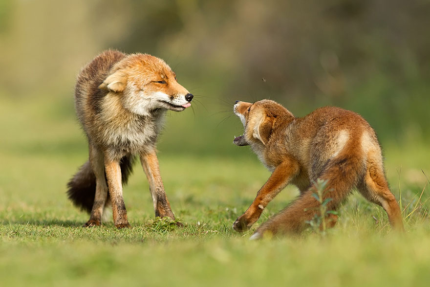 foxes-roeselien-raimond-8 foxes-roeselien-raimond-8