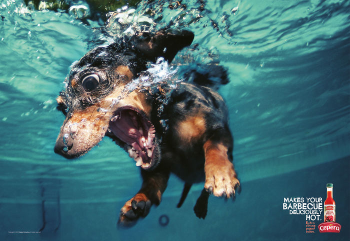 funny-ads-with-animals-24 funny-ads-with-animals-24