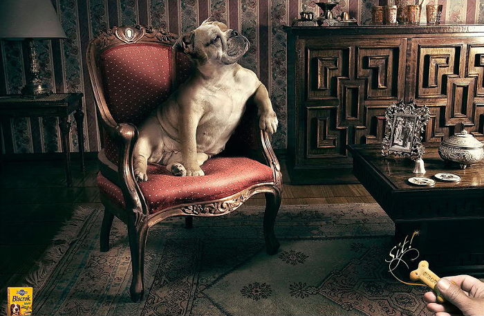 funny-ads-with-animals-27 funny-ads-with-animals-27