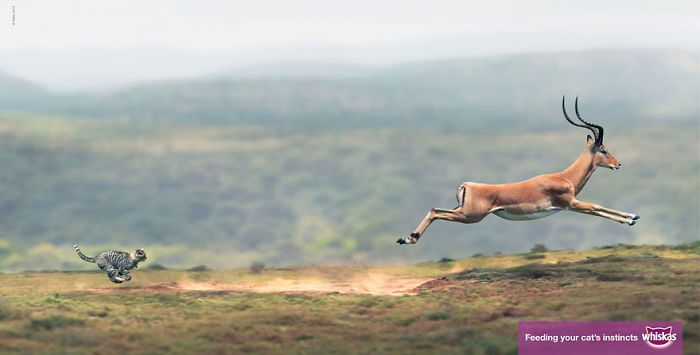 funny-ads-with-animals-34 funny-ads-with-animals-34