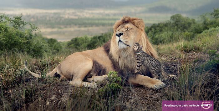 funny-ads-with-animals-35 funny-ads-with-animals-35