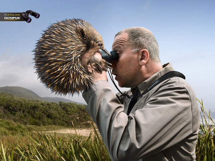 funny-ads-with-animals-63 funny-ads-with-animals-63