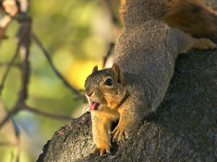 funny-animals-sticking-tongues-17 funny-animals-sticking-tongues-17