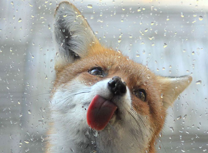 funny-animals-sticking-tongues-3 funny-animals-sticking-tongues-3