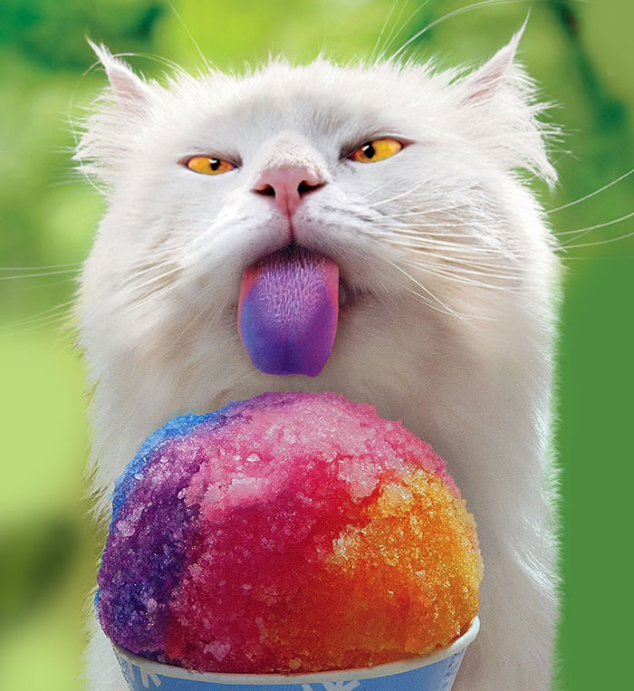 funny-animals-sticking-tongues-62 funny-animals-sticking-tongues-62