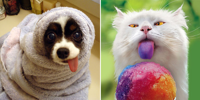 20 Cute And Hilarious Animals With Their Tongues Sticking Out