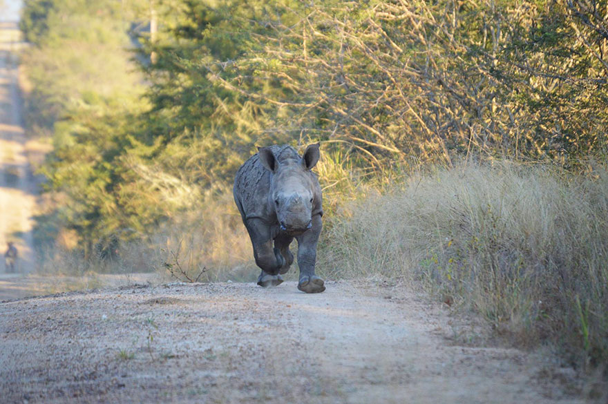 gertje-baby-rhino-rescue-hoedspruit-endangered-species-centre-2 gertje-baby-rhino-rescue-hoedspruit-endangered-species-centre-2