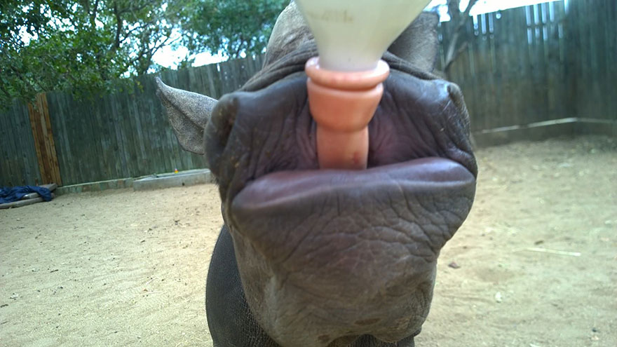 gertje-baby-rhino-rescue-hoedspruit-endangered-species-centre-3 gertje-baby-rhino-rescue-hoedspruit-endangered-species-centre-3