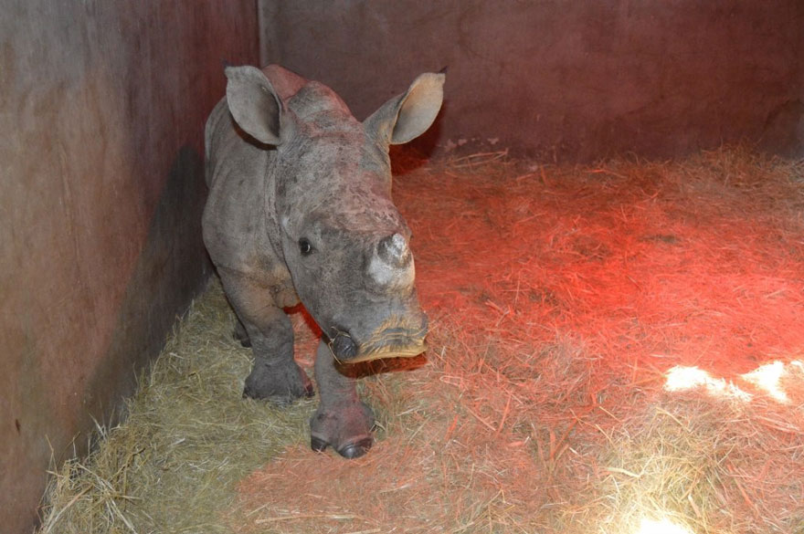 gertje-baby-rhino-rescue-hoedspruit-endangered-species-centre-5 gertje-baby-rhino-rescue-hoedspruit-endangered-species-centre-5