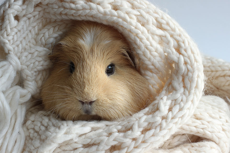 guinea-pig-booboo-lieveheersbeestje-11 guinea-pig-booboo-lieveheersbeestje-11