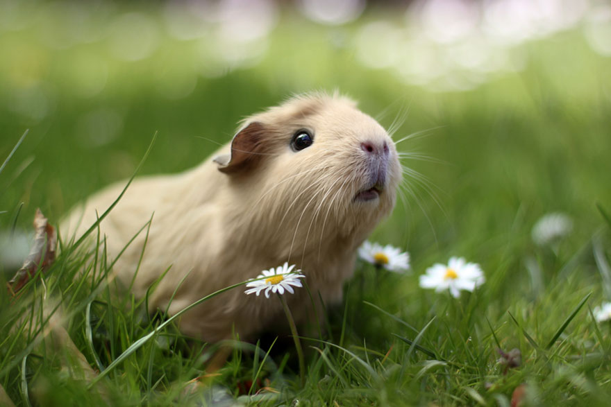 guinea-pig-booboo-lieveheersbeestje-14 guinea-pig-booboo-lieveheersbeestje-14
