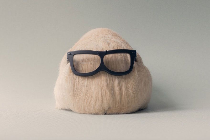 guinea-pig-booboo-lieveheersbeestje-18 guinea-pig-booboo-lieveheersbeestje-18