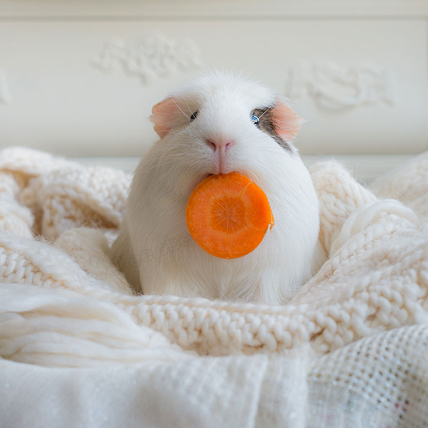 guinea-pig-booboo-lieveheersbeestje-61 guinea-pig-booboo-lieveheersbeestje-61