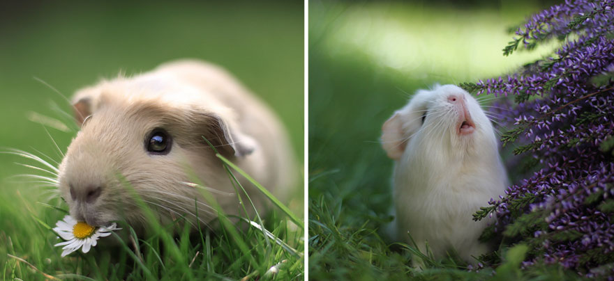 guinea-pig-booboo-lieveheersbeestje-62 guinea-pig-booboo-lieveheersbeestje-62