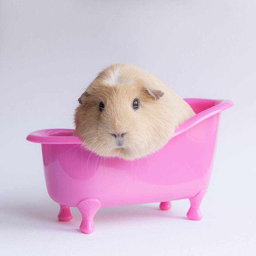 guinea-pig-booboo-lieveheersbeestje-8 guinea-pig-booboo-lieveheersbeestje-8