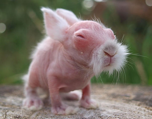 Hairless rabbit with closed eyes, displaying pink skin and soft white whiskers. Hairless rabbit with closed eyes, displaying pink skin and soft white whiskers.