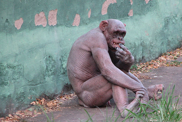 Hairless chimpanzee sitting against a wall, contemplating with fingers near mouth. Hairless chimpanzee sitting against a wall, contemplating with fingers near mouth.