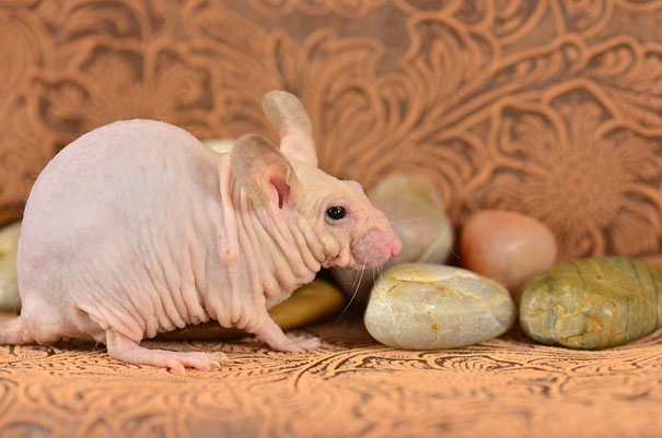 Hairless animal with wrinkled skin next to smooth stones on patterned fabric. Hairless animal with wrinkled skin next to smooth stones on patterned fabric.
