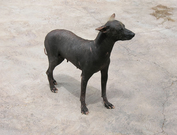 Hairless animal standing on a textured concrete surface. Hairless animal standing on a textured concrete surface.