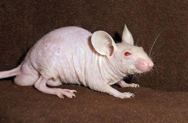 Hairless mouse with pink skin and large ears, resting on a brown surface. Hairless mouse with pink skin and large ears, resting on a brown surface.