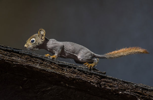 Hairless animal with a bare body, climbing on a branch against a blurred background. Hairless animal with a bare body, climbing on a branch against a blurred background.