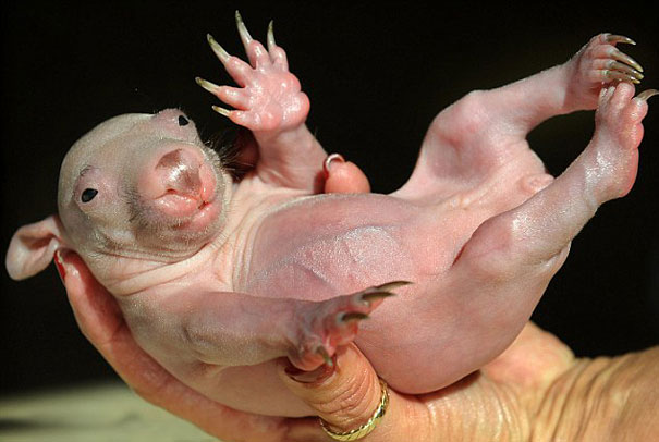 Hairless animal cradled in hands, showcasing its smooth skin and tiny claws. Hairless animal cradled in hands, showcasing its smooth skin and tiny claws.