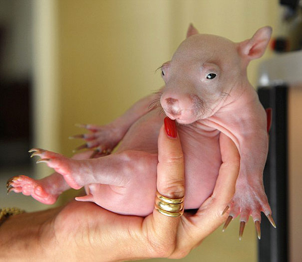 Hairless animal held gently in a hand, showcasing its unique appearance. Hairless animal held gently in a hand, showcasing its unique appearance.
