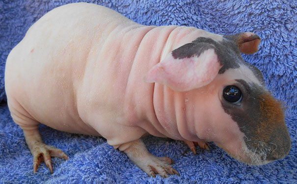 Hairless guinea pig on a blue towel, showcasing its unique bare skin. Hairless guinea pig on a blue towel, showcasing its unique bare skin.