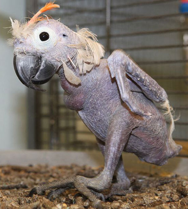 Hairless parrot standing in a cage, showcasing its bare skin and few remaining feathers. Hairless parrot standing in a cage, showcasing its bare skin and few remaining feathers.