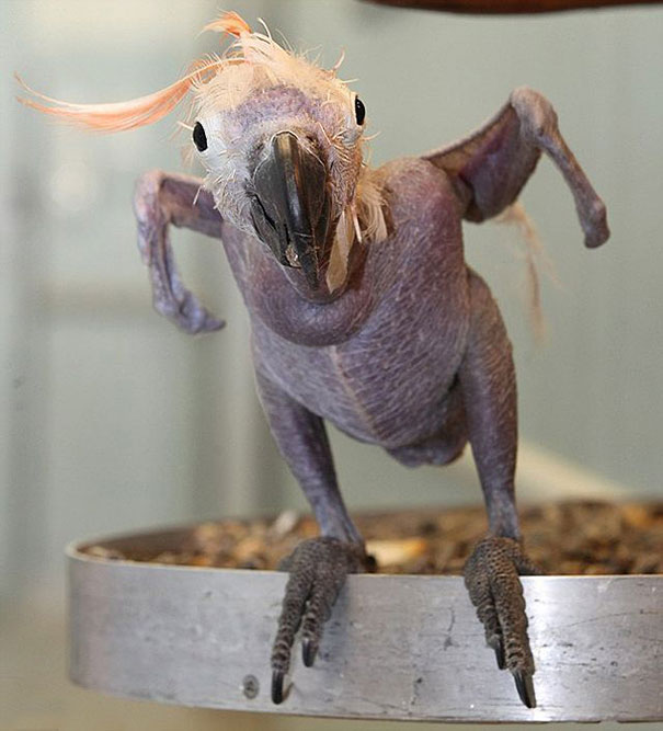 Hairless bird standing on a metal perch, displaying its unique bare skin and few feathers. Hairless bird standing on a metal perch, displaying its unique bare skin and few feathers.