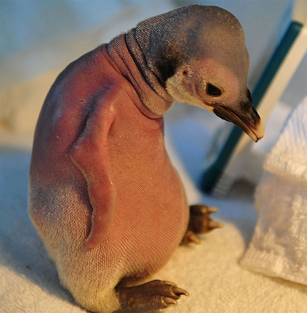 Hairless penguin chick, sitting with pink skin exposed. Hairless penguin chick, sitting with pink skin exposed.