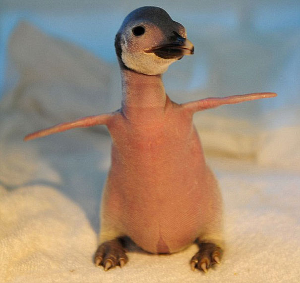 Hairless penguin chick standing on a towel, showcasing its bare skin under soft lighting. Hairless penguin chick standing on a towel, showcasing its bare skin under soft lighting.