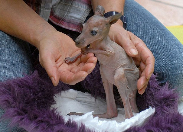 Hairless kangaroo joey cradled in hands, displaying unique features. Hairless kangaroo joey cradled in hands, displaying unique features.