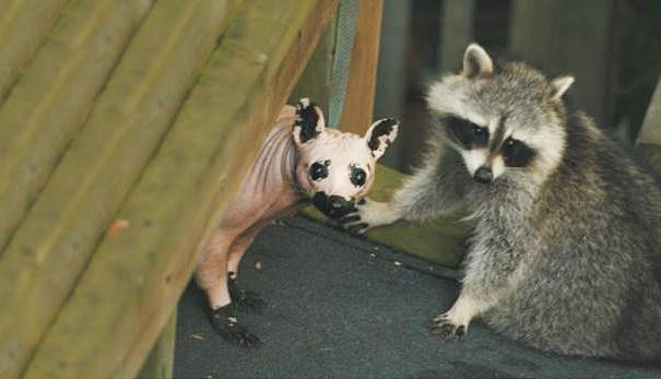 Hairless raccoon and furry raccoon together under a wooden structure. Hairless raccoon and furry raccoon together under a wooden structure.