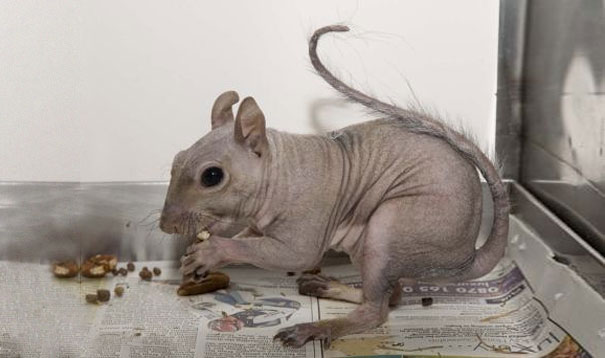 Hairless animal sitting on newspaper, nibbling on food. Hairless animal sitting on newspaper, nibbling on food.