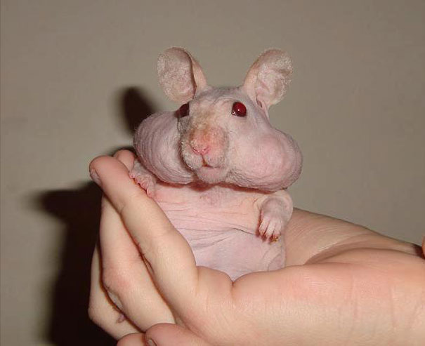 Hairless animal held in a person's hand, showcasing its bare skin and distinct features. Hairless animal held in a person's hand, showcasing its bare skin and distinct features.