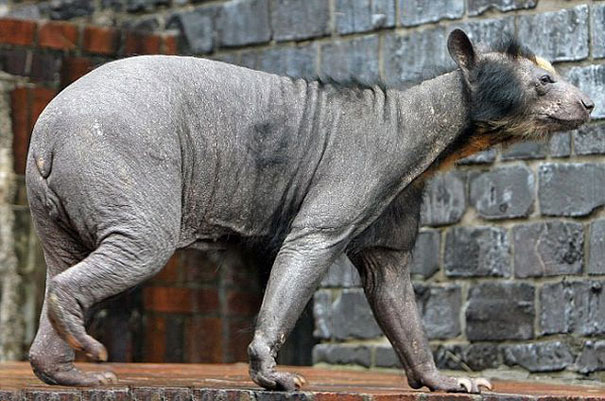 Hairless bear walking on a brick surface, showcasing its unusual appearance. Hairless bear walking on a brick surface, showcasing its unusual appearance.