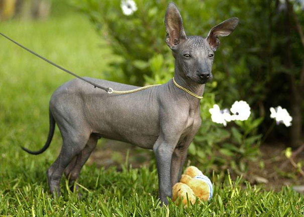 Hairless dog standing on grass with toys, showcasing unique appearance. Hairless dog standing on grass with toys, showcasing unique appearance.