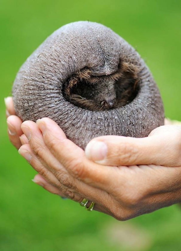 Hands gently holding a small animal without hair, resembling a stone. Hands gently holding a small animal without hair, resembling a stone.