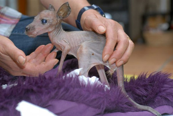 Hairless baby kangaroo cradled in hands on a purple blanket, showing bare skin and delicate features. Hairless baby kangaroo cradled in hands on a purple blanket, showing bare skin and delicate features.