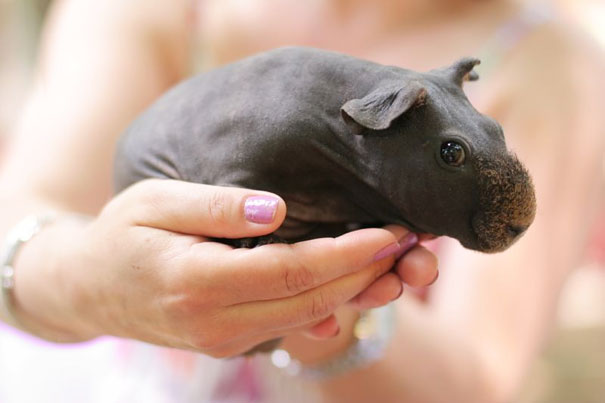 Hairless animal being held, showcasing its unique and smooth skin. Hairless animal being held, showcasing its unique and smooth skin.