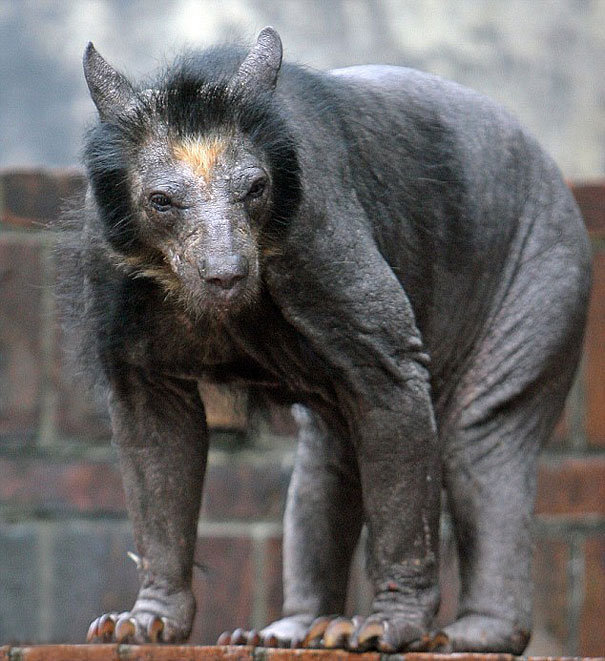Hairless bear standing on a rock, showcasing its bare skin and distinctive features. Hairless bear standing on a rock, showcasing its bare skin and distinctive features.