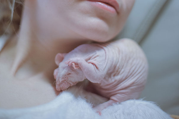 Hairless animal resting on a person's shoulder, showcasing smooth, wrinkled skin. Hairless animal resting on a person's shoulder, showcasing smooth, wrinkled skin.