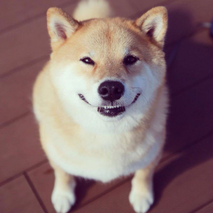 happy-dog-maru-shiba-inu-11 happy-dog-maru-shiba-inu-11