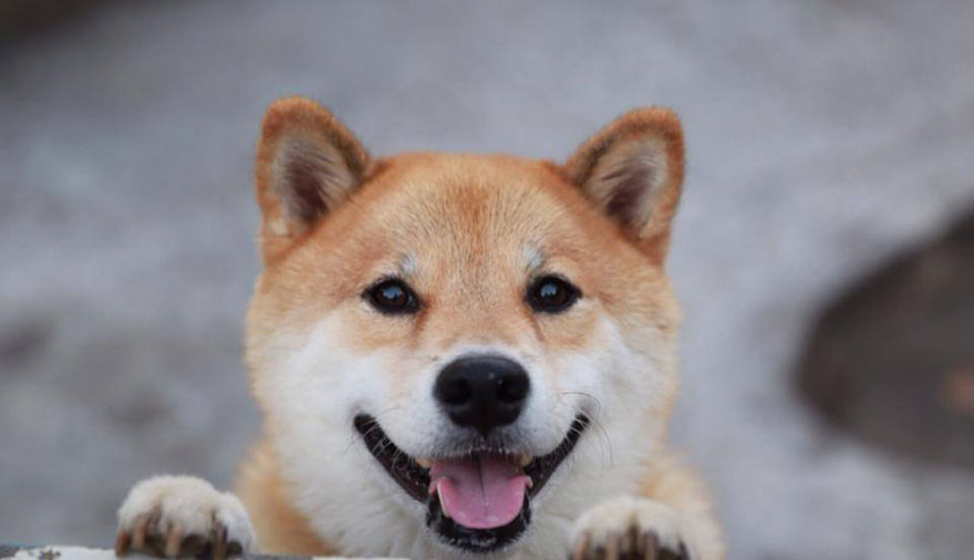 happy-dog-maru-shiba-inu-15 happy-dog-maru-shiba-inu-15
